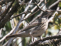 Pipit à dos olive