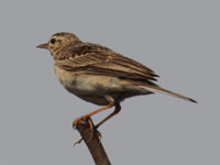 Pipit de Richard