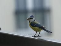 Mésange bleue
