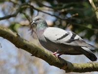Pigeon biset domestique