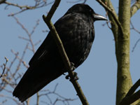 Corneille noire