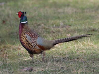 Faisan de Colchide