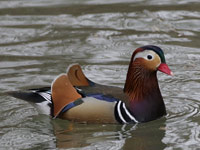 Canard mandarin