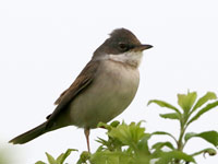 Fauvette grisette
