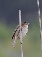 Phragmite des joncs