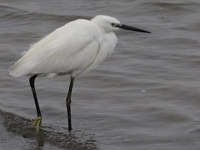 Aigrette garzette