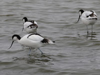 Avocette élégante