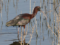 Ibis falcinelle