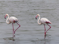 Flamant rose