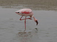 Flamant nain