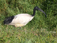 Ibis sacré