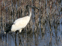 Ibis sacré