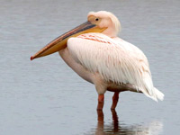 Pélican