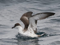 Puffin majeur