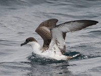 Puffin majeur