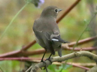 Gobemouche de la Taïga