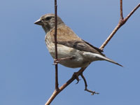 Linotte mélodieuse