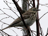 Pipit des arbres