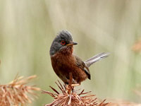 Fauvette pitchou