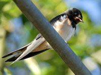 Hirondelle rustique