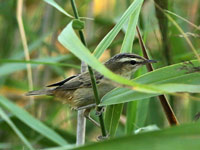 Phragmite des joncs