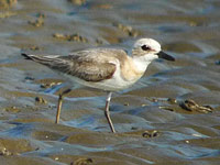 Gravelot de Leschenault