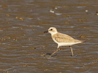 Gravelot de Leschenault
