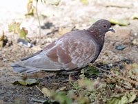 Pigeon biset domestique