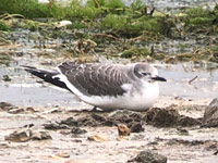 Mouette de Sabine