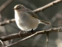 Pouillot de Sibérie *