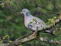 Pigeon colombin