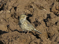 Pipit farlouse