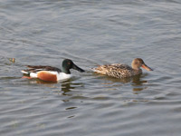 Canard souchet