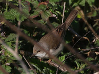 Fauvette grisette