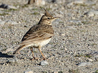 Cochevis huppé