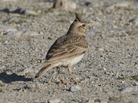 Cochevis huppé