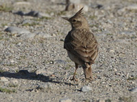 Cochevis huppé