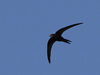 Martinet noir