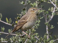 Pipit rousseline