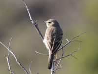 Pipit rousseline