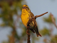Serin cini