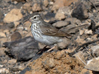 Pipit de Berthelot