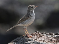 Pipit de Berthelot