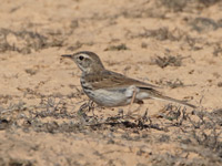 Pipit de Berthelot