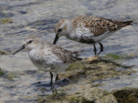 Bécasseau variable