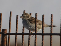 Moineau espagnol