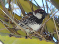 Moineau espagnol