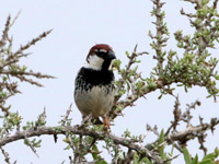 Moineau espagnol