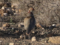 Perdrix gambra