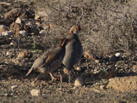 Perdrix gambra
